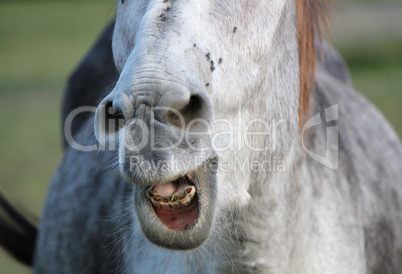 Unhappy donkey showing its teeth while braying