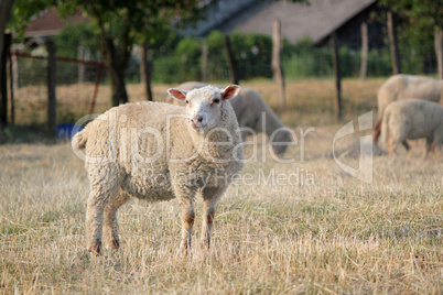 Sheep in a meadow with others