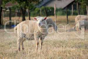 Sheep in a meadow with others