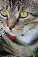 Kater Portrait - Good looking cat