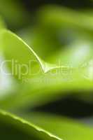 Nature Background - Green leaves
