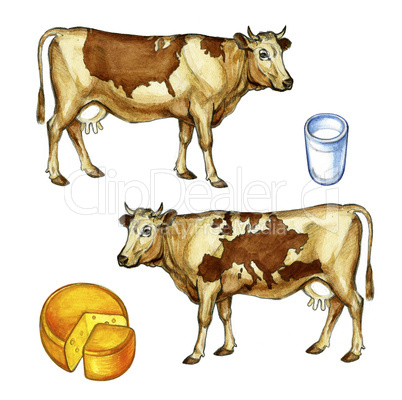 cows and dairy