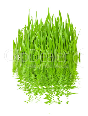 Grass and reflection