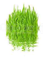 Grass and reflection