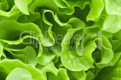 Lettuce