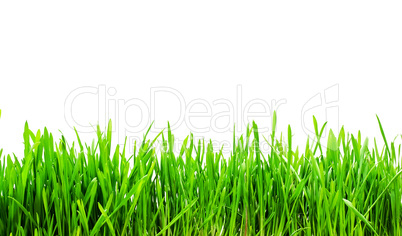 Fresh green grass on white background