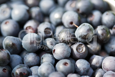 Bilberries