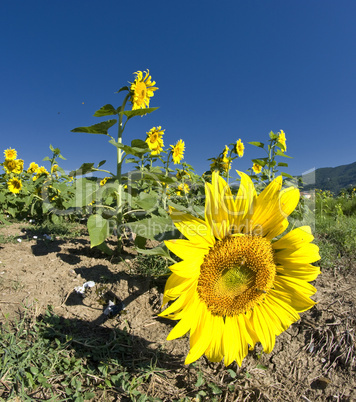 Sunflowers on a Tuscan Meadow