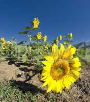 Sunflowers on a Tuscan Meadow