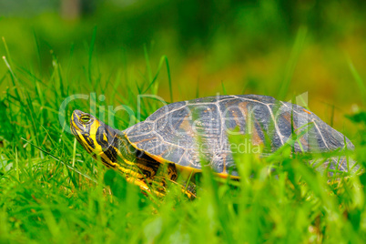 Schmuckschildkröte