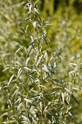 Wermutkraut, absinthe wormwood, Artemisia absinthium
