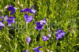 Ballonblume, Chinese bellflower, Platycodon grandiflorus