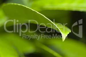 Nature Background - Green leaves 02
