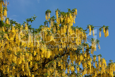 Blüten und Blätter des Goldregens