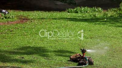 sprinkler on grass and duck walk in zoo