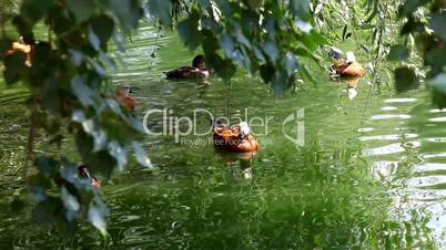 Mandarin Duck swim on lake in sunlight