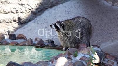 Old raccoon near small pond in zoo