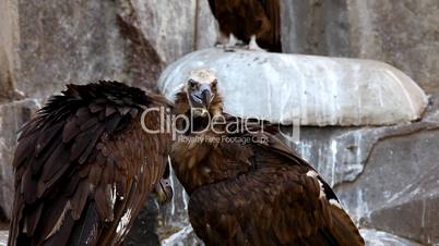 Two Black Vulture sit on rock