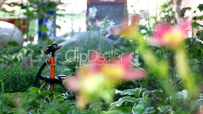 sprinkler in garden pour flower - focus on flower