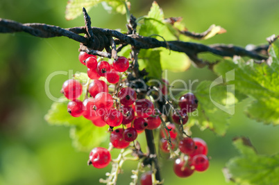 Currant - Ribes