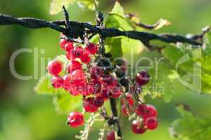 Currant - Ribes