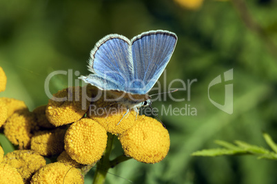 Common Blue - Lycaenidae