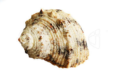 shell