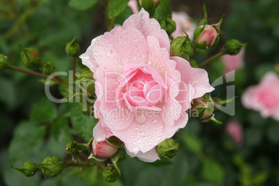 Rose mit Tautropfen