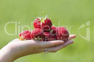 Erdbeeren