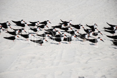 Vogelwanderung