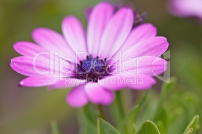 Beautiful Marguerite closeup