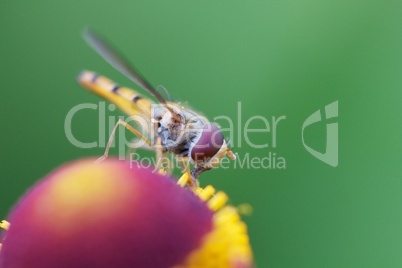 Schwebfliege in Nahaufnahme