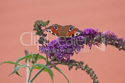 Schmetterling auf Blüte