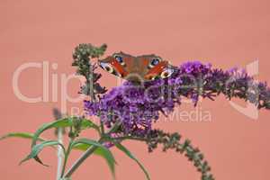 Schmetterling auf Blüte