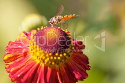 Schwebfliege auf Blüte