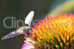 Schwebfliege auf Blüte