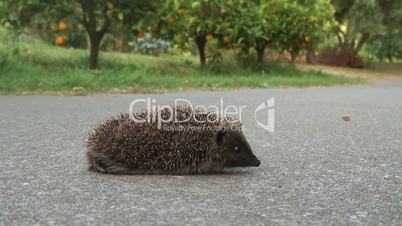 Hedgehog crossing