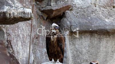 Black Vulture sleep on rock