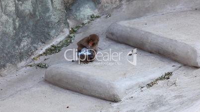 Monkey sit on stair in zoo