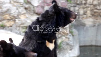Himalayan bear catch food in zoo