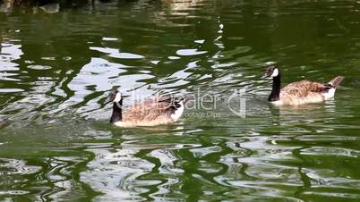 Duck swim on lake