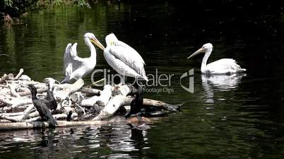 Pelican in nest on zoo pond