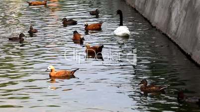 Different kind of ducks and swan feed in zoo
