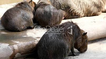 capibara in zoo - Hydrochoerus hydrochaeris