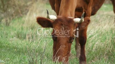 Cow grazes in a pasture