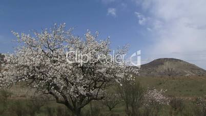 Almond tree in the highlands