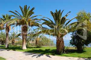 Palm trees at luxury hotel, Crete, Greece