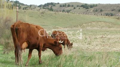 Cows graze in field