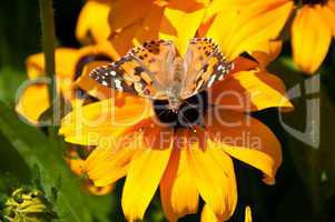 Schmetterling auf einem Sonnenhut