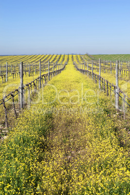 Vineyards with flowers